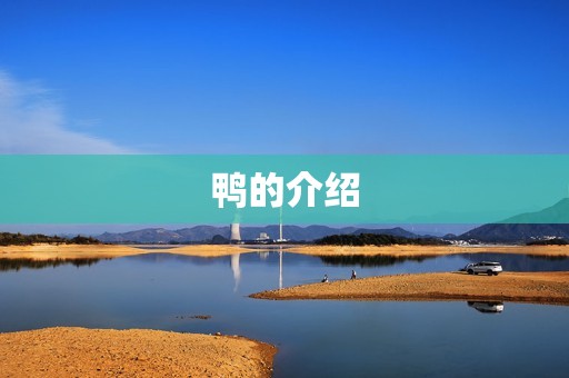 鸭的介绍