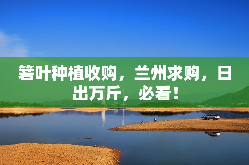 箬叶种植收购，兰州求购，日出万斤，必看！