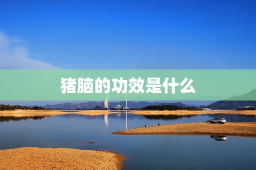 猪脑的功效是什么
