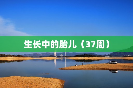 生长中的胎儿（37周）