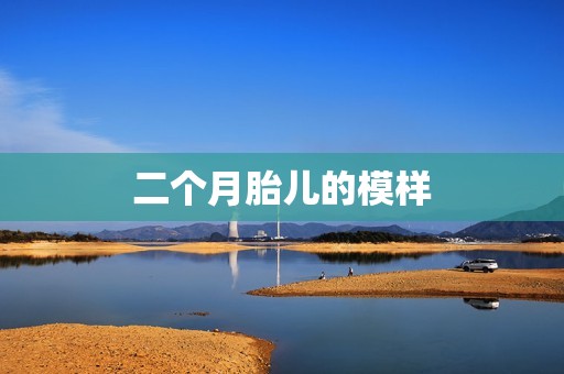 二个月胎儿的模样