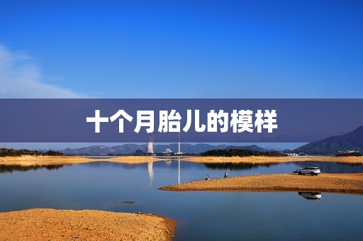 十个月胎儿的模样