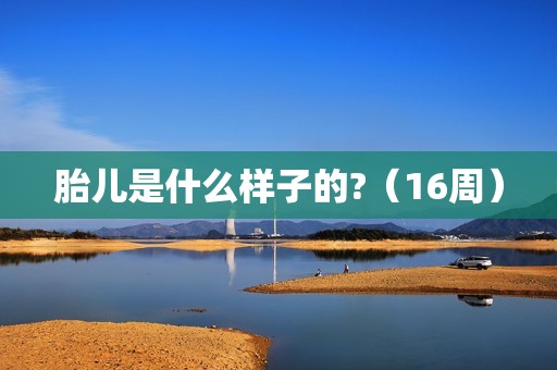 胎儿是什么样子的?（16周）