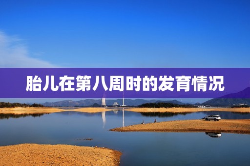 胎儿在第八周时的发育情况