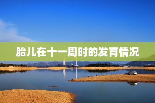 胎儿在十一周时的发育情况