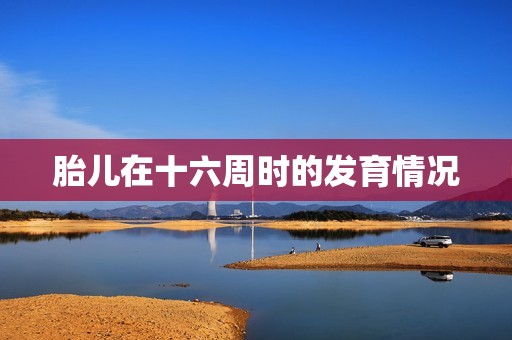 胎儿在十六周时的发育情况