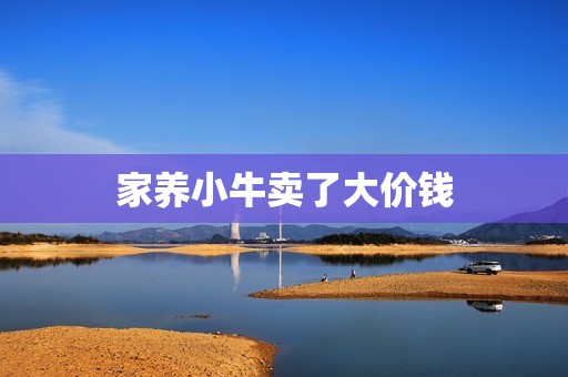 家养小牛卖了大价钱