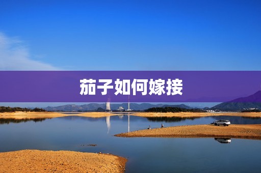 茄子如何嫁接