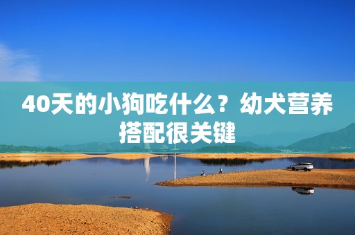 40天的小狗吃什么？幼犬营养搭配很关键