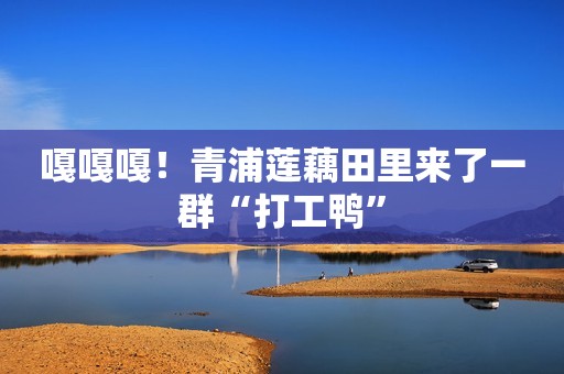 嘎嘎嘎！青浦莲藕田里来了一群“打工鸭”