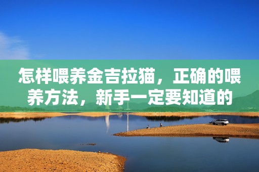 怎样喂养金吉拉猫，正确的喂养方法，新手一定要知道的