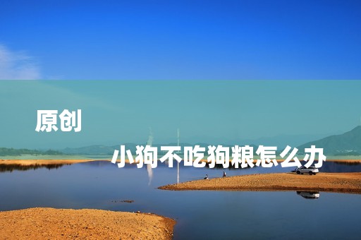 原创
            小狗不吃狗粮怎么办