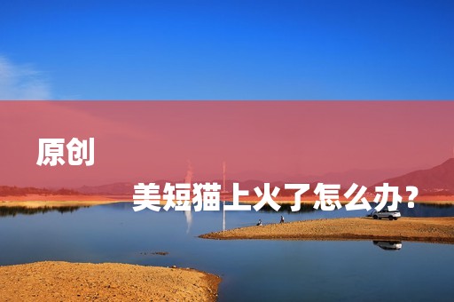 原创
            美短猫上火了怎么办？